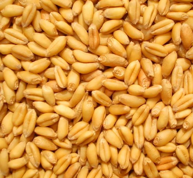 黑龙江供应小麦