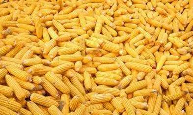 出100万吨玉米